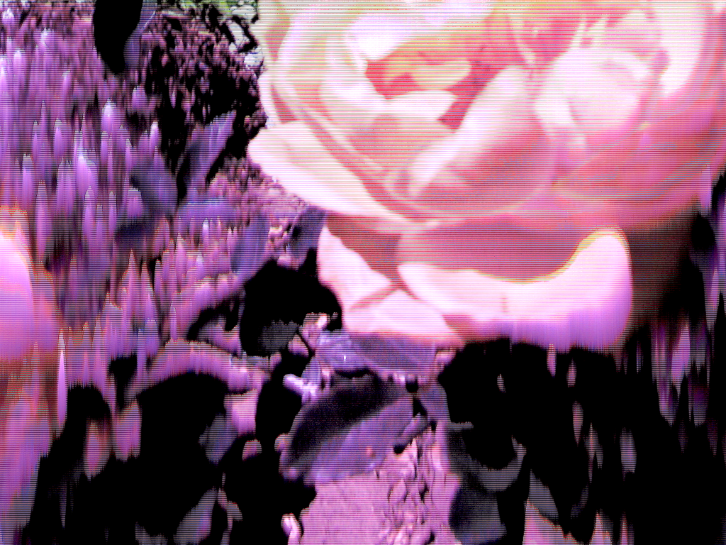 Glitchy, purple-hued photo of a yellow rose, taken by June, with a camera circuitbent by uglatto on Instagram